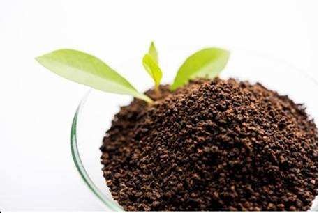 Tea Powder